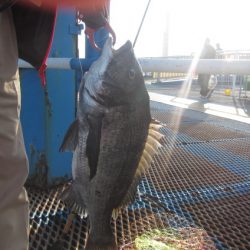 オリジナルメーカー海づり公園(市原市海づり施設) 釣果