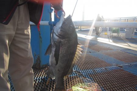 オリジナルメーカー海づり公園(市原市海づり施設) 釣果