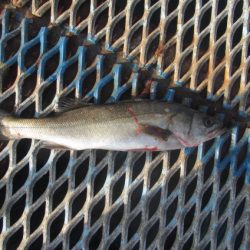 オリジナルメーカー海づり公園(市原市海づり施設) 釣果