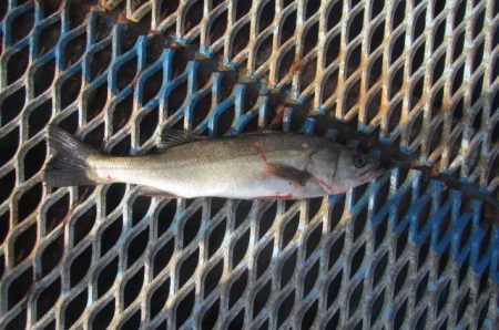 オリジナルメーカー海づり公園(市原市海づり施設) 釣果