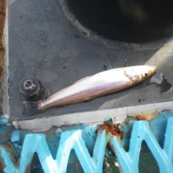 オリジナルメーカー海づり公園(市原市海づり施設) 釣果