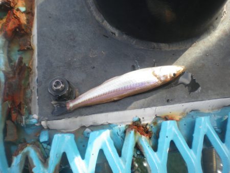 オリジナルメーカー海づり公園(市原市海づり施設) 釣果