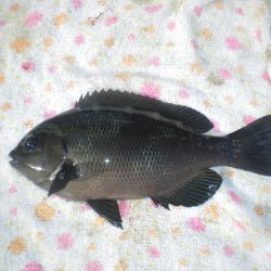 オリジナルメーカー海づり公園(市原市海づり施設) 釣果