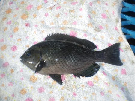 オリジナルメーカー海づり公園(市原市海づり…