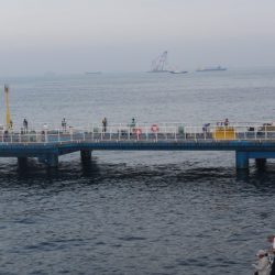 オリジナルメーカー海づり公園(市原市海づり施設) 釣果