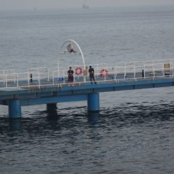オリジナルメーカー海づり公園(市原市海づり施設) 釣果