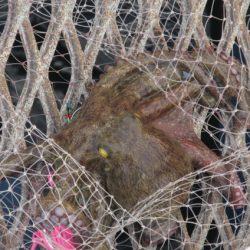 オリジナルメーカー海づり公園(市原市海づり施設) 釣果