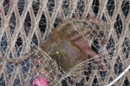 オリジナルメーカー海づり公園(市原市海づり施設) 釣果