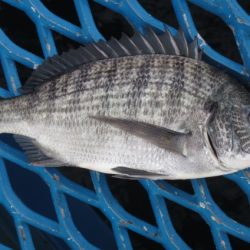 オリジナルメーカー海づり公園(市原市海づり施設) 釣果