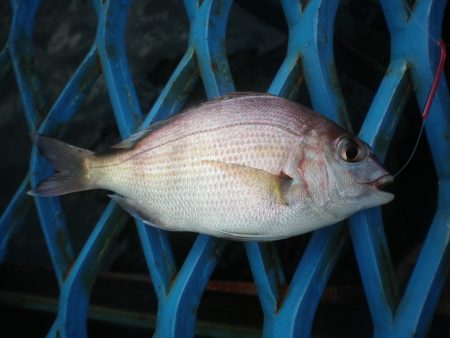 オリジナルメーカー海づり公園(市原市海づり施設) 釣果