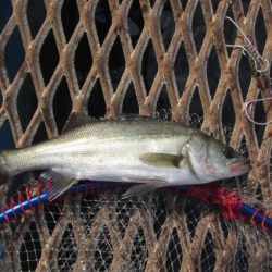 オリジナルメーカー海づり公園(市原市海づり施設) 釣果