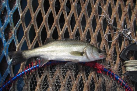 オリジナルメーカー海づり公園(市原市海づり施設) 釣果