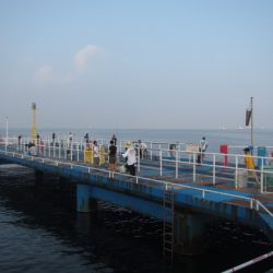 オリジナルメーカー海づり公園(市原市海づり施設) 釣果