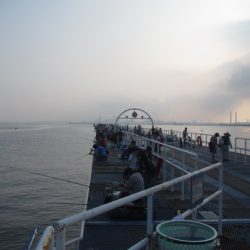 オリジナルメーカー海づり公園(市原市海づり施設) 釣果