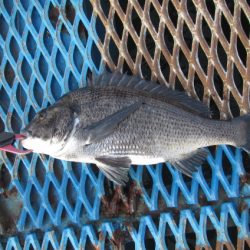 オリジナルメーカー海づり公園(市原市海づり施設) 釣果