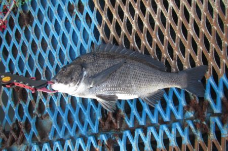 オリジナルメーカー海づり公園(市原市海づり…