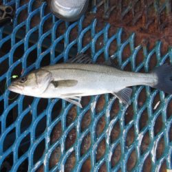 オリジナルメーカー海づり公園(市原市海づり施設) 釣果