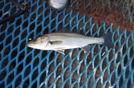 オリジナルメーカー海づり公園(市原市海づり施設) 釣果