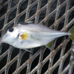 オリジナルメーカー海づり公園(市原市海づり施設) 釣果