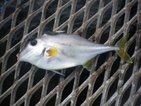 オリジナルメーカー海づり公園(市原市海づり施設) 釣果