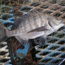 オリジナルメーカー海づり公園(市原市海づり施設) 釣果