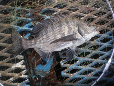 オリジナルメーカー海づり公園(市原市海づり…