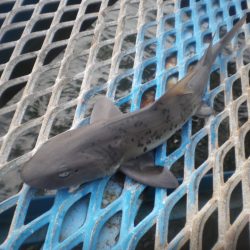 オリジナルメーカー海づり公園(市原市海づり施設) 釣果