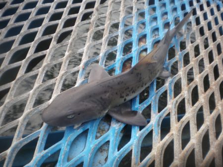 オリジナルメーカー海づり公園(市原市海づり施設) 釣果