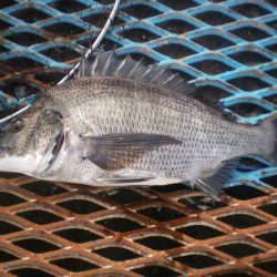 オリジナルメーカー海づり公園(市原市海づり施設) 釣果