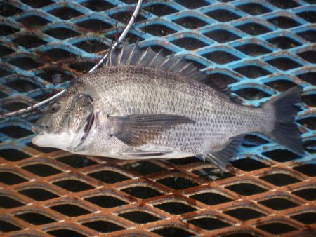 オリジナルメーカー海づり公園(市原市海づり施設) 釣果