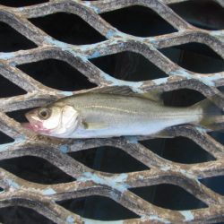 オリジナルメーカー海づり公園(市原市海づり施設) 釣果