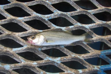 オリジナルメーカー海づり公園(市原市海づり施設) 釣果