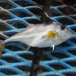 オリジナルメーカー海づり公園(市原市海づり施設) 釣果