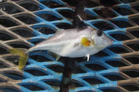 オリジナルメーカー海づり公園(市原市海づり施設) 釣果