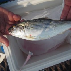 オリジナルメーカー海づり公園(市原市海づり施設) 釣果