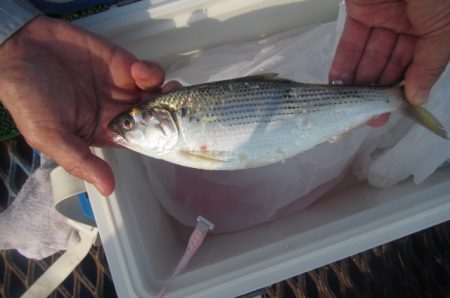 オリジナルメーカー海づり公園(市原市海づり施設) 釣果
