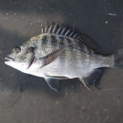 オリジナルメーカー海づり公園(市原市海づり施設) 釣果