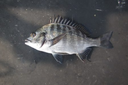 オリジナルメーカー海づり公園(市原市海づり施設) 釣果
