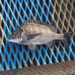 オリジナルメーカー海づり公園(市原市海づり施設) 釣果