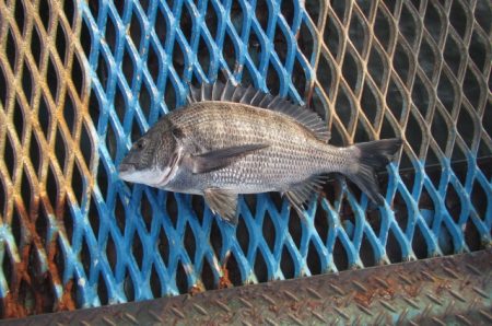 オリジナルメーカー海づり公園(市原市海づり…