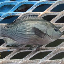 オリジナルメーカー海づり公園(市原市海づり施設) 釣果