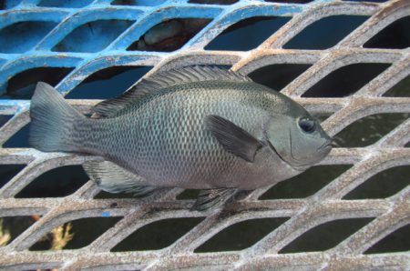 オリジナルメーカー海づり公園(市原市海づり施設) 釣果