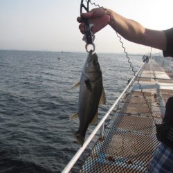 オリジナルメーカー海づり公園(市原市海づり施設) 釣果