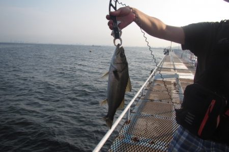 オリジナルメーカー海づり公園(市原市海づり施設) 釣果