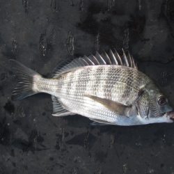 オリジナルメーカー海づり公園(市原市海づり施設) 釣果