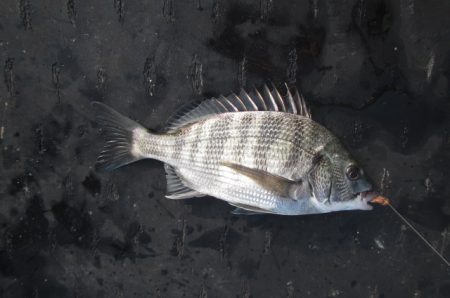 オリジナルメーカー海づり公園(市原市海づり施設) 釣果