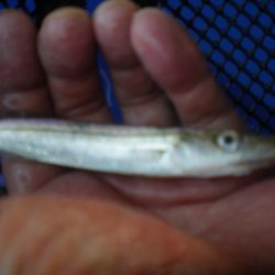 オリジナルメーカー海づり公園(市原市海づり施設) 釣果