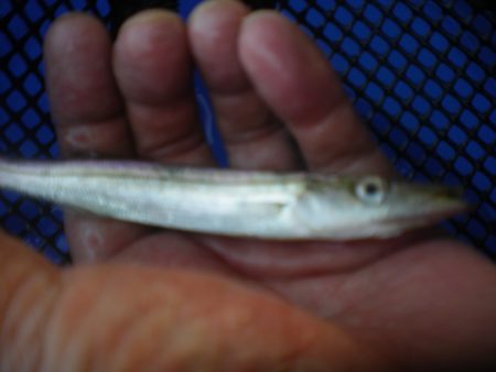 オリジナルメーカー海づり公園(市原市海づり施設) 釣果