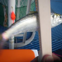 オリジナルメーカー海づり公園(市原市海づり施設) 釣果