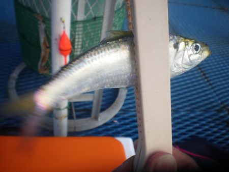 オリジナルメーカー海づり公園(市原市海づり施設) 釣果